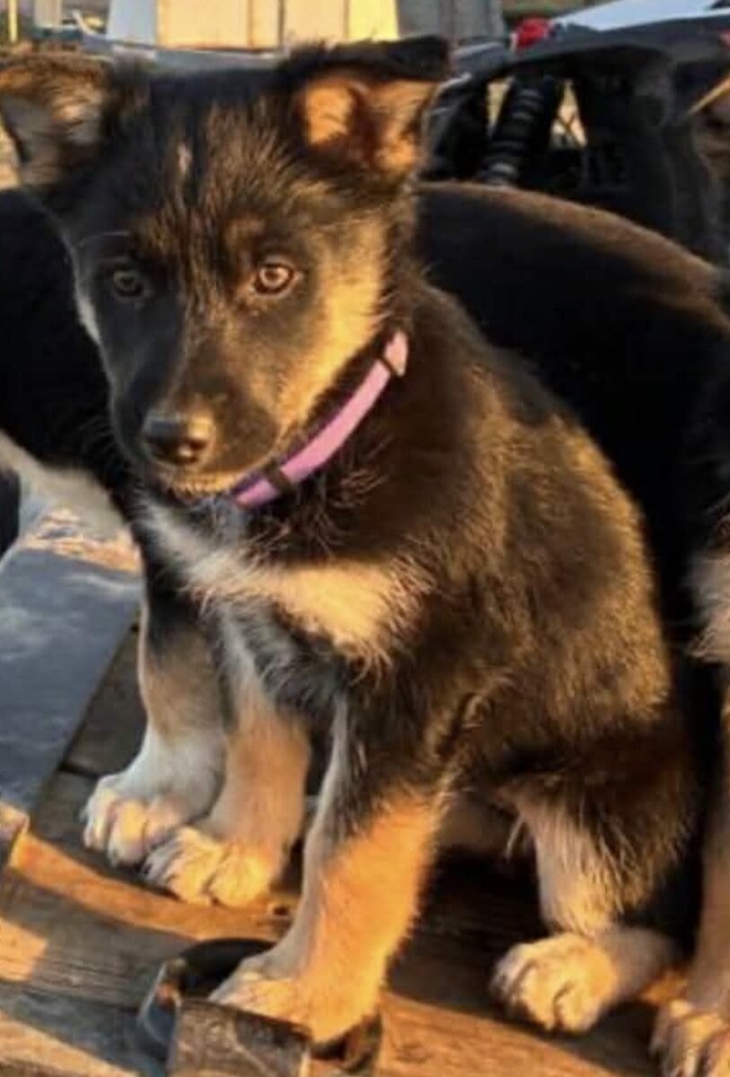 German Shepherd Husky image 2