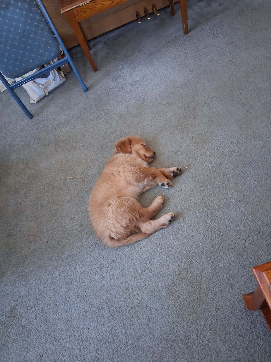 Golden Retriever Puppy image 1