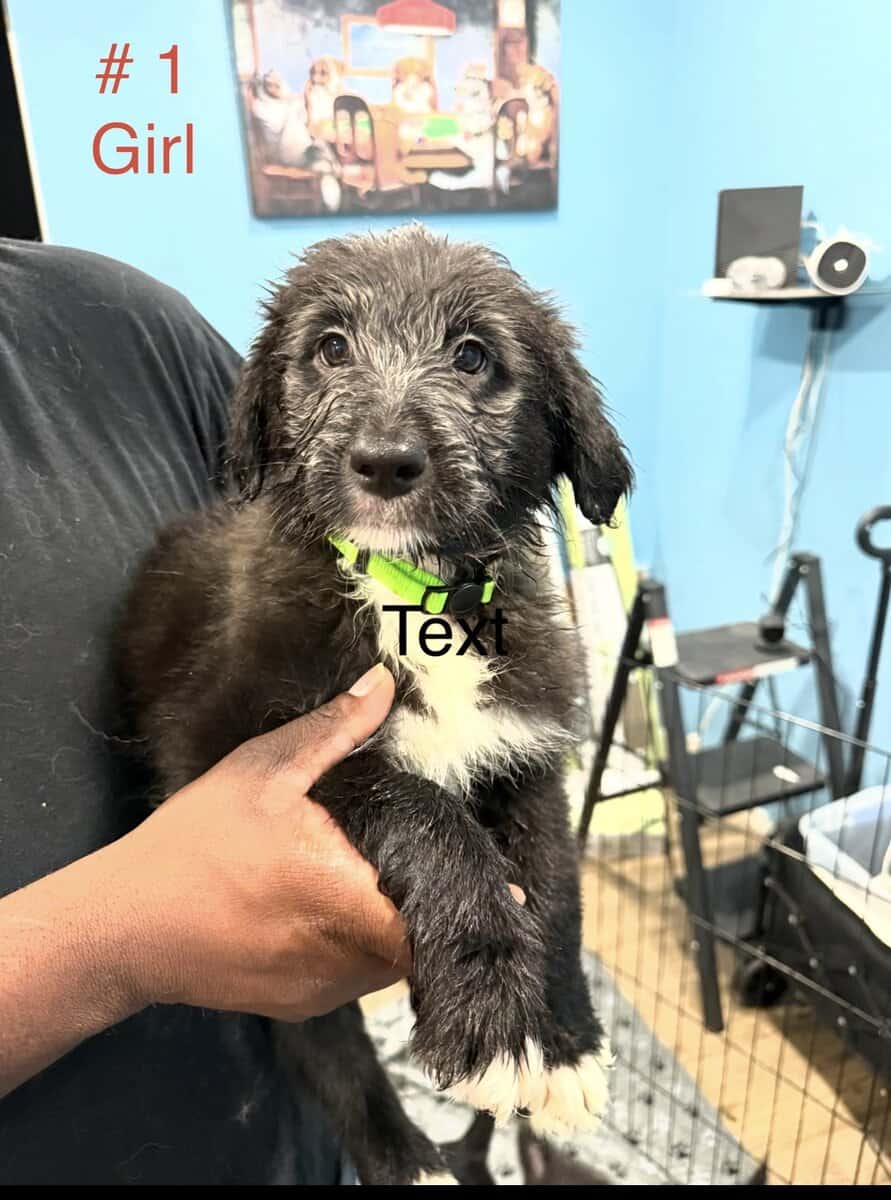 Aussie mixed puppies image 2