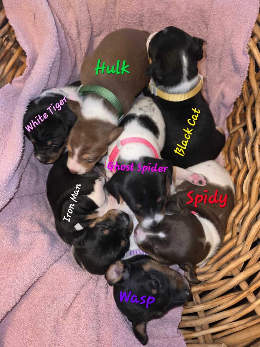 Rat Terrier Puppies image 1