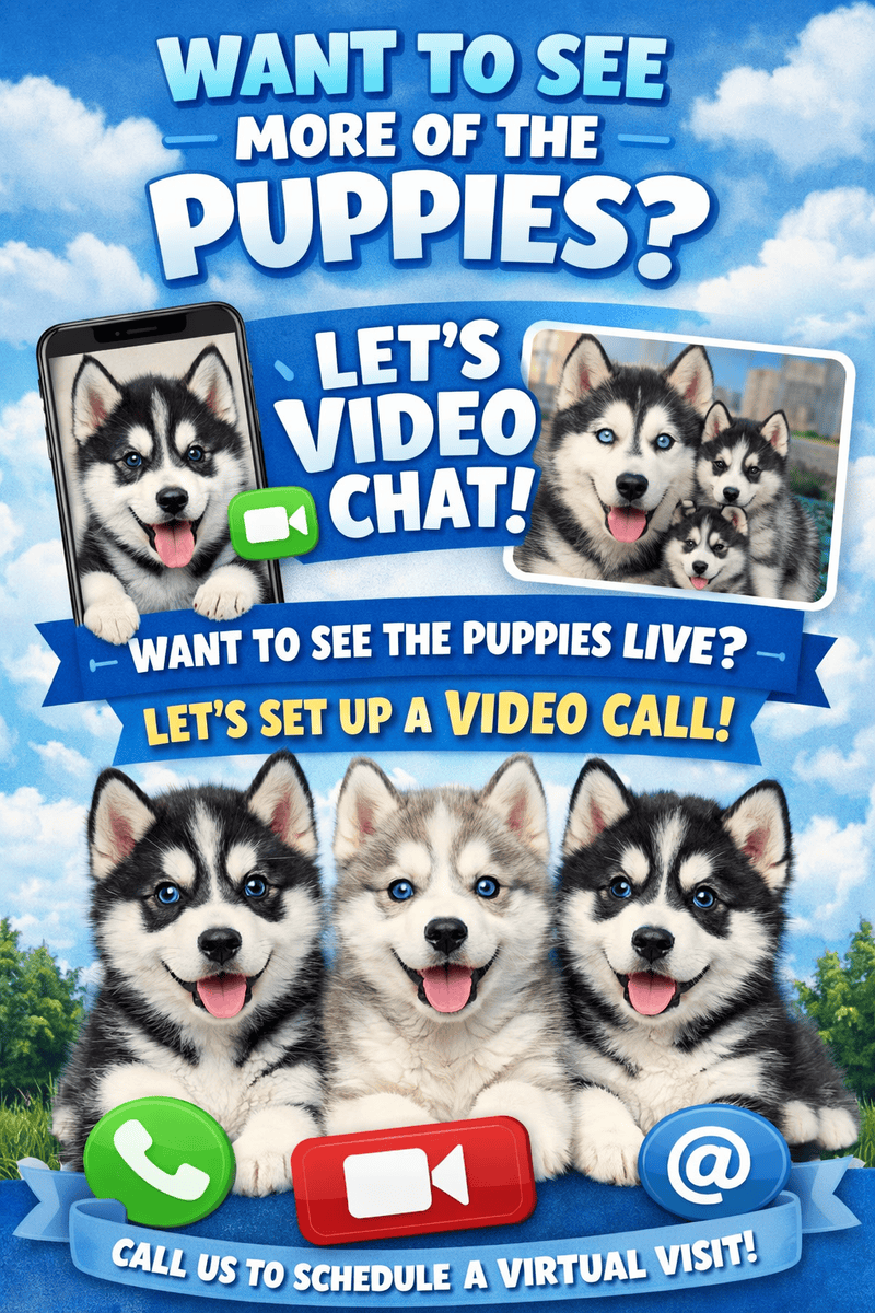 Alaskan Husky puppies image 5