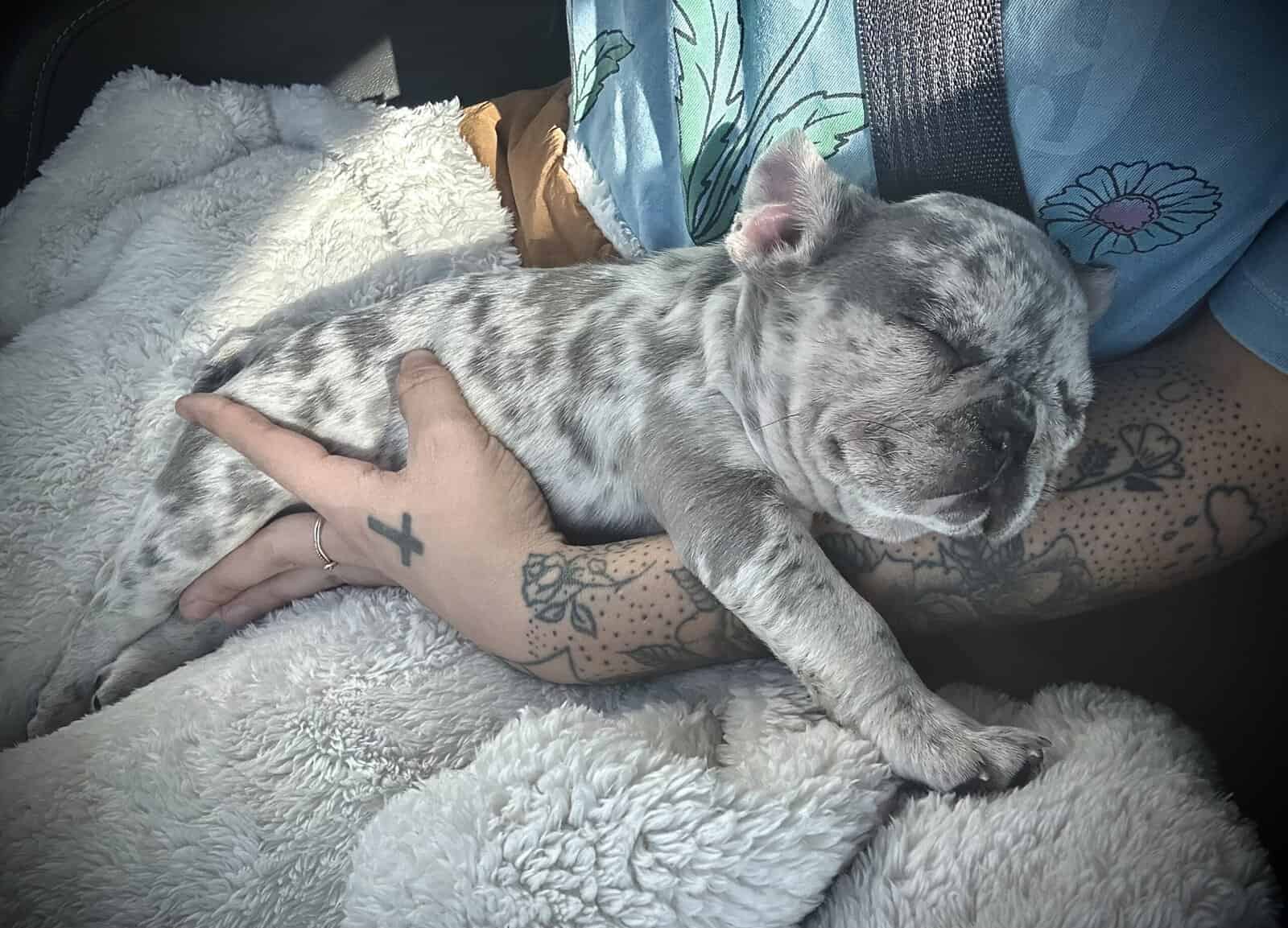 French Bulldog Puppy image 3