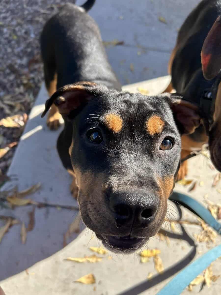 Pitbull Puppies looking for forever home!!! image 4