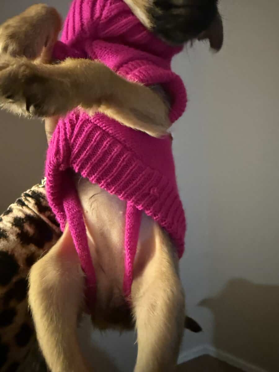 Lola Falona puppies image 3