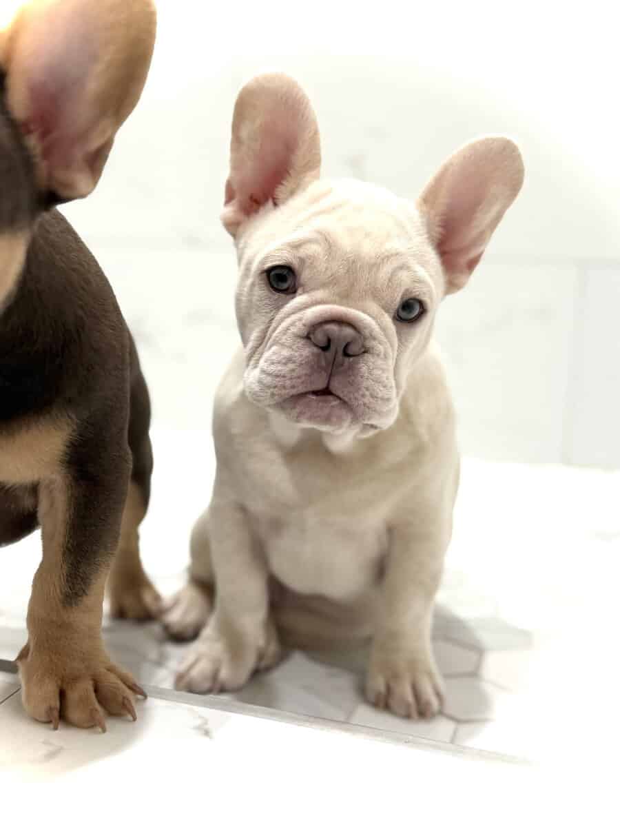 French Bulldog Puppy image 6
