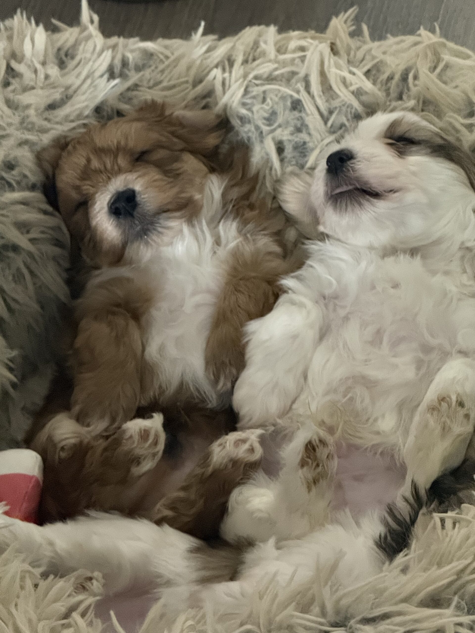 Malshihpoo puppies image 5