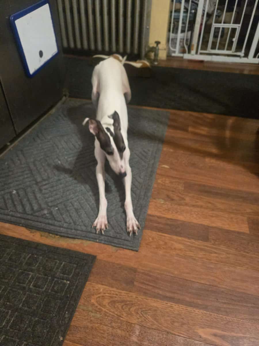 Italian greyhound image 4