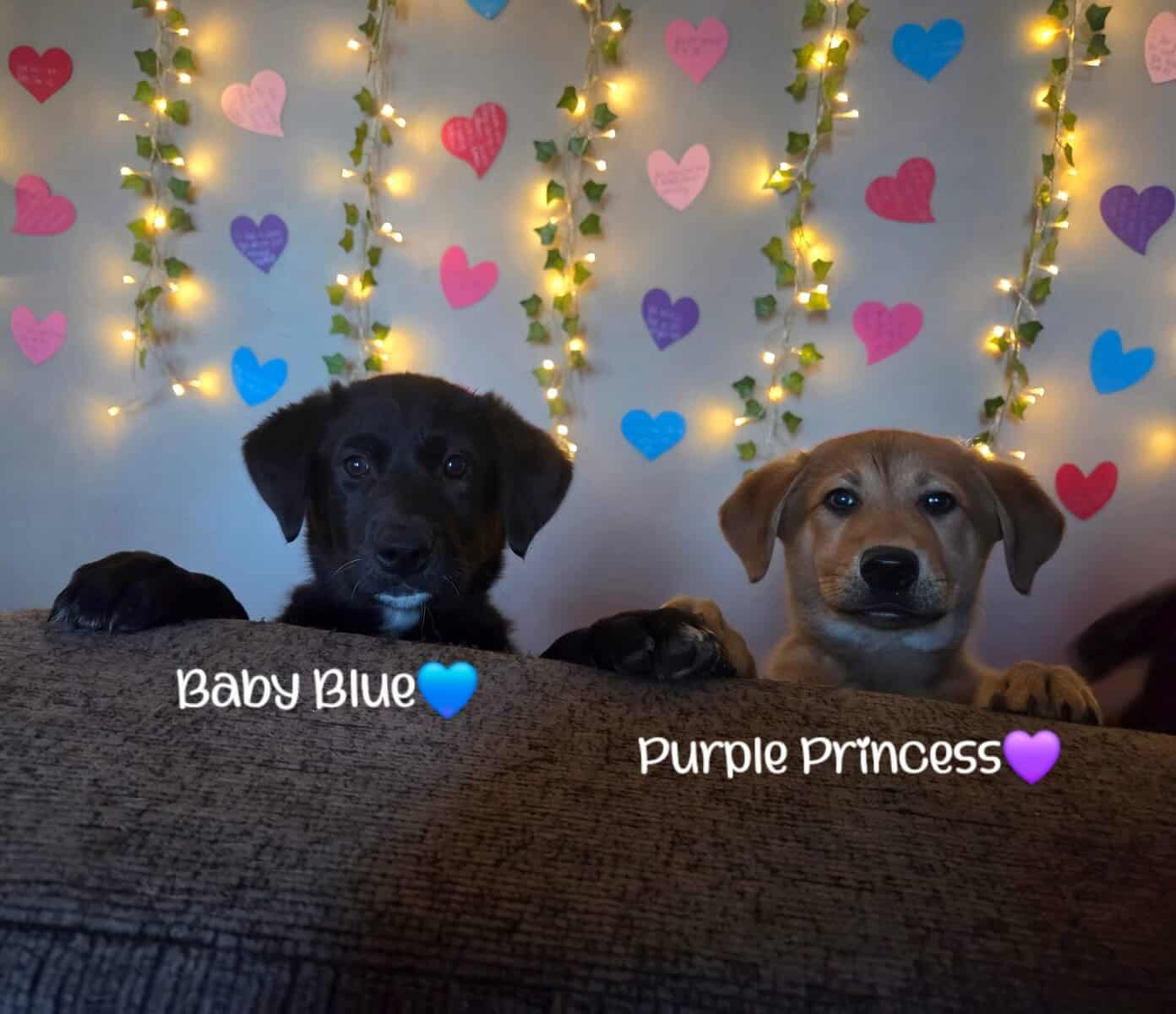 Golden Retriever x Shiba Inu Puppies image 9