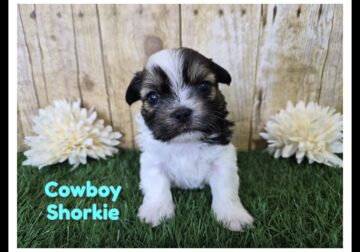 Cowboy Male Shorkie