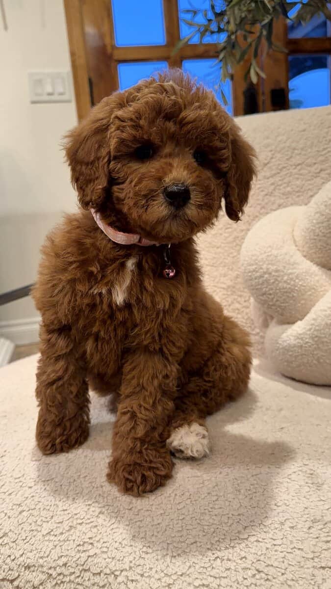Mini Goldendoodle image 2