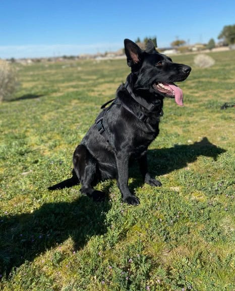 AKC German Sheperd Puppies Expecting in March image 4