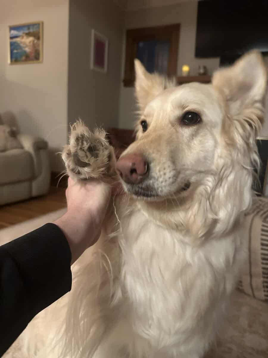 Rehoming Sasha the White German Shepherd image 1