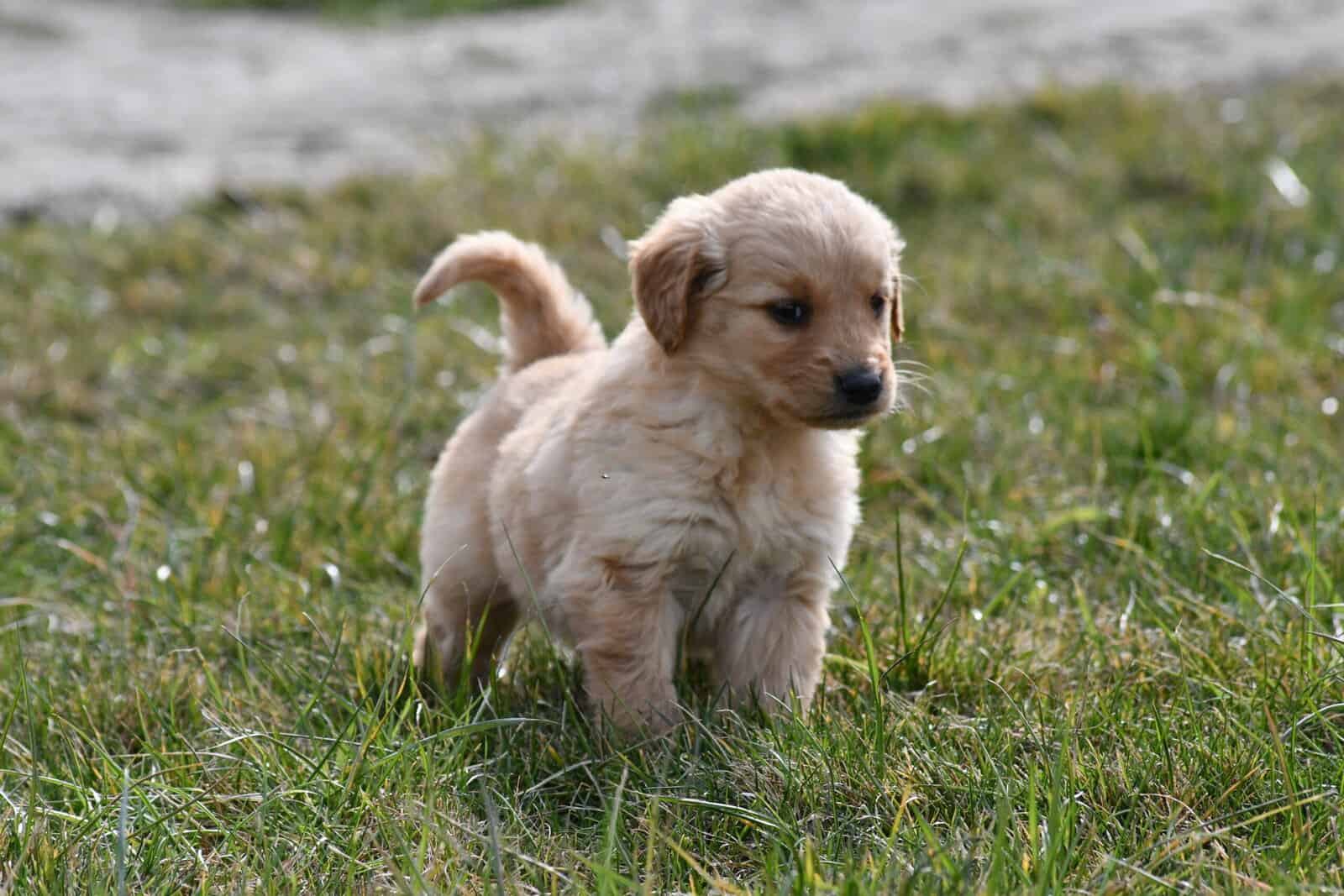 Purebred Golden Retriever papered image 10
