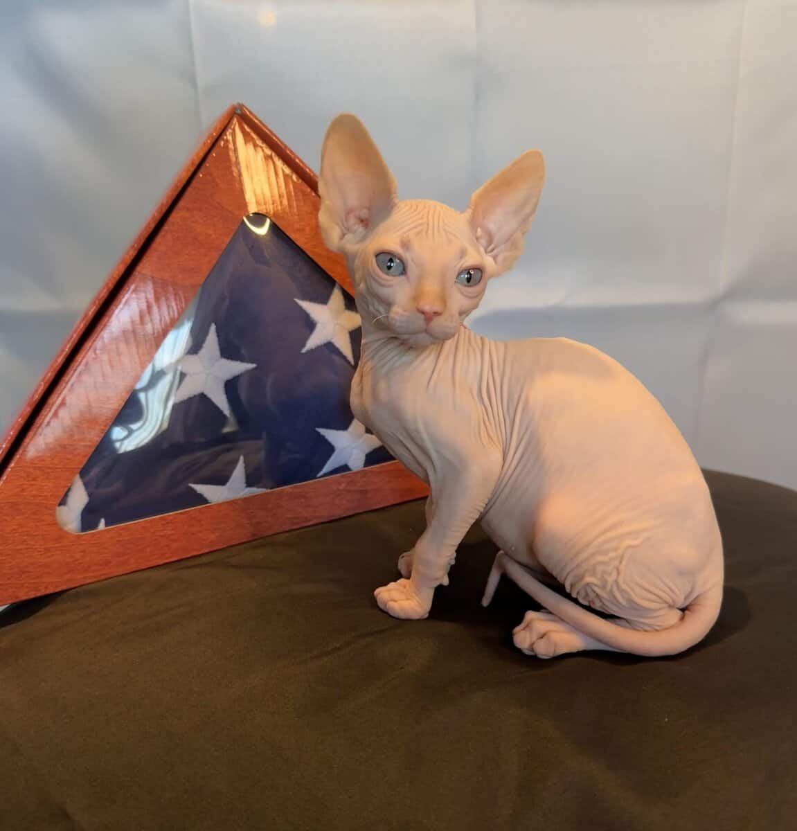 Sphynx kittens ( hairless cat) image 6