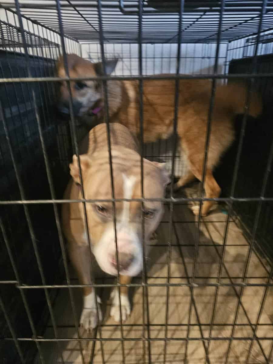 Labrador and Pit mix puppies desperate for homes image 14