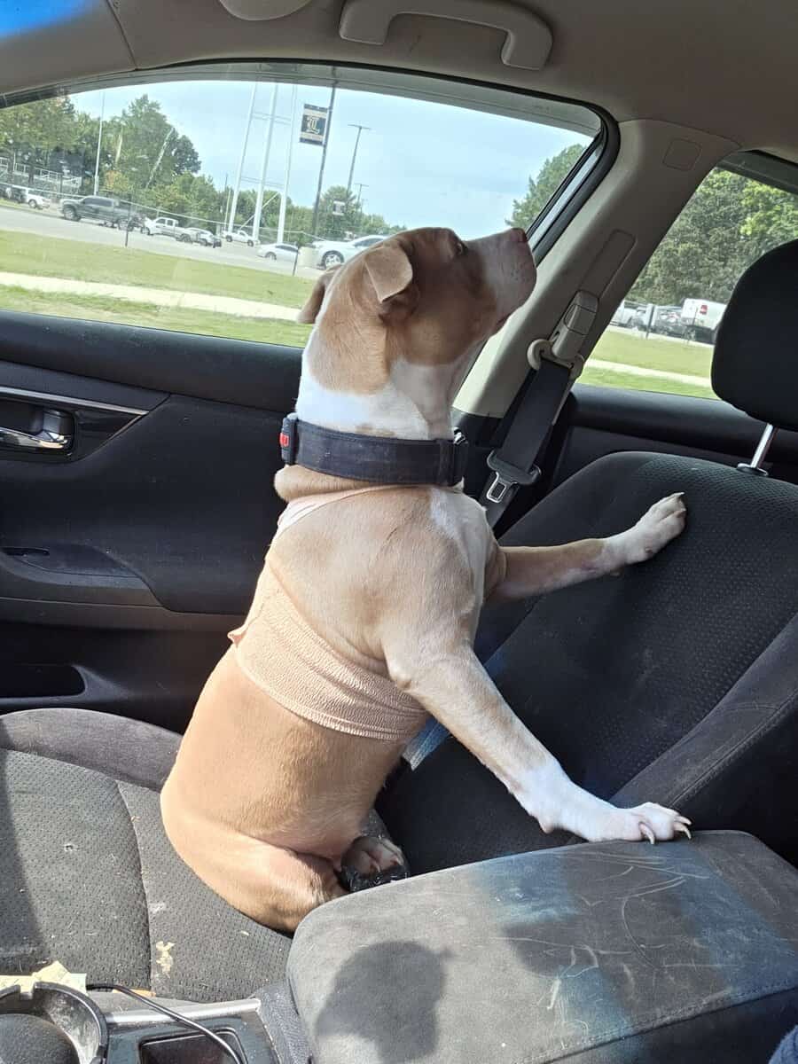 Sweet female 1/2 APT and 1/2 Pocket Bully image 2