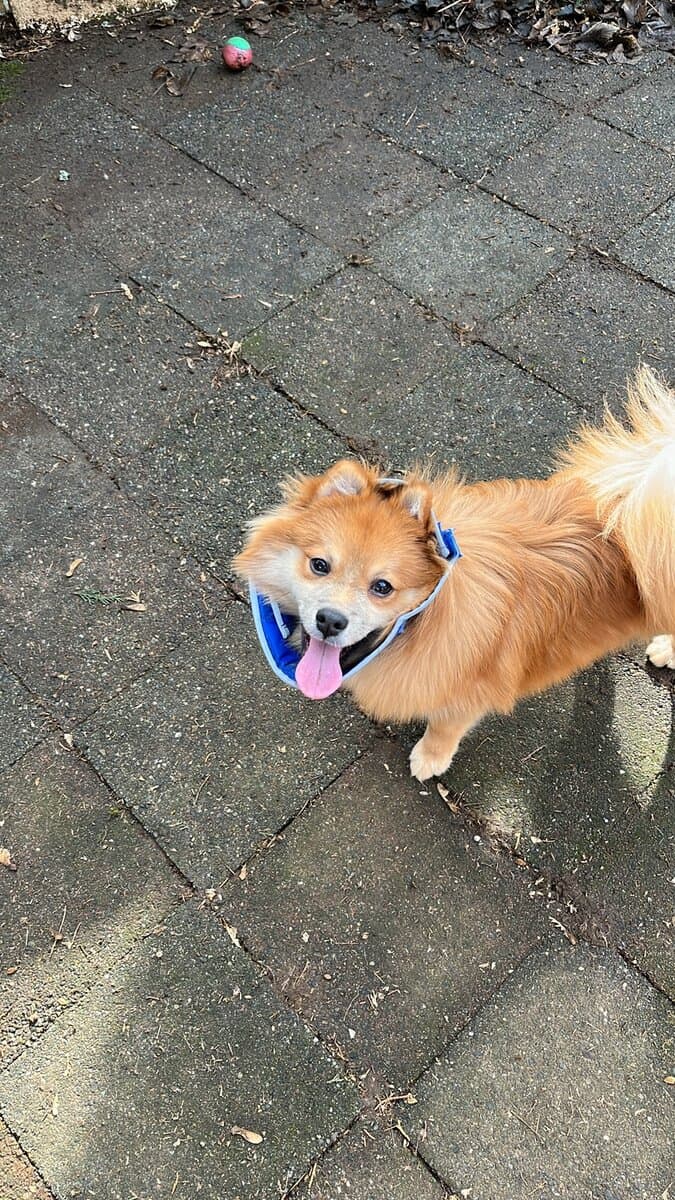 Pomeranian Stud image 1