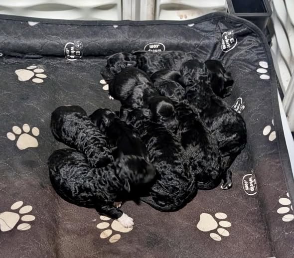 Beautiful Portuguese Water Dogs image 1