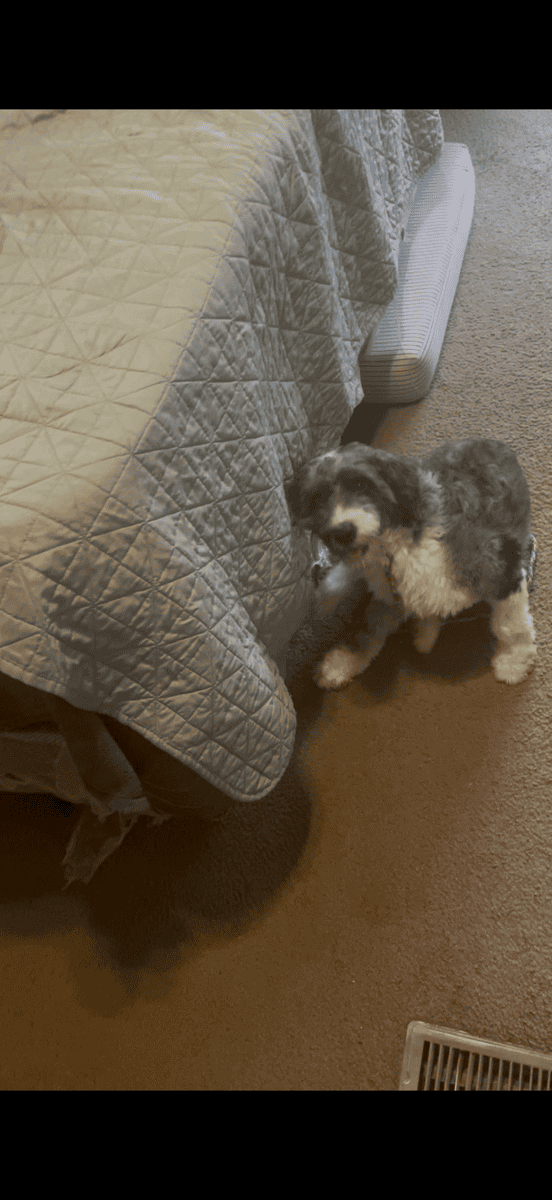 One year old Aussie doodle, male image 1