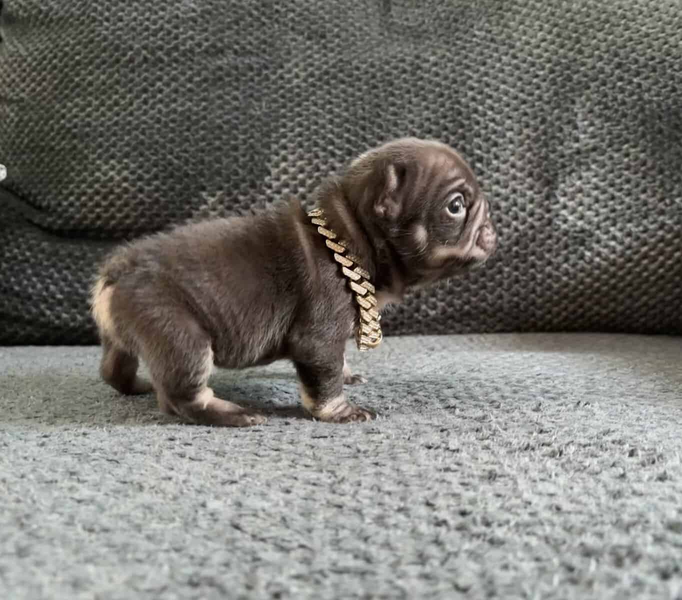 Tiny female frenchie image 3