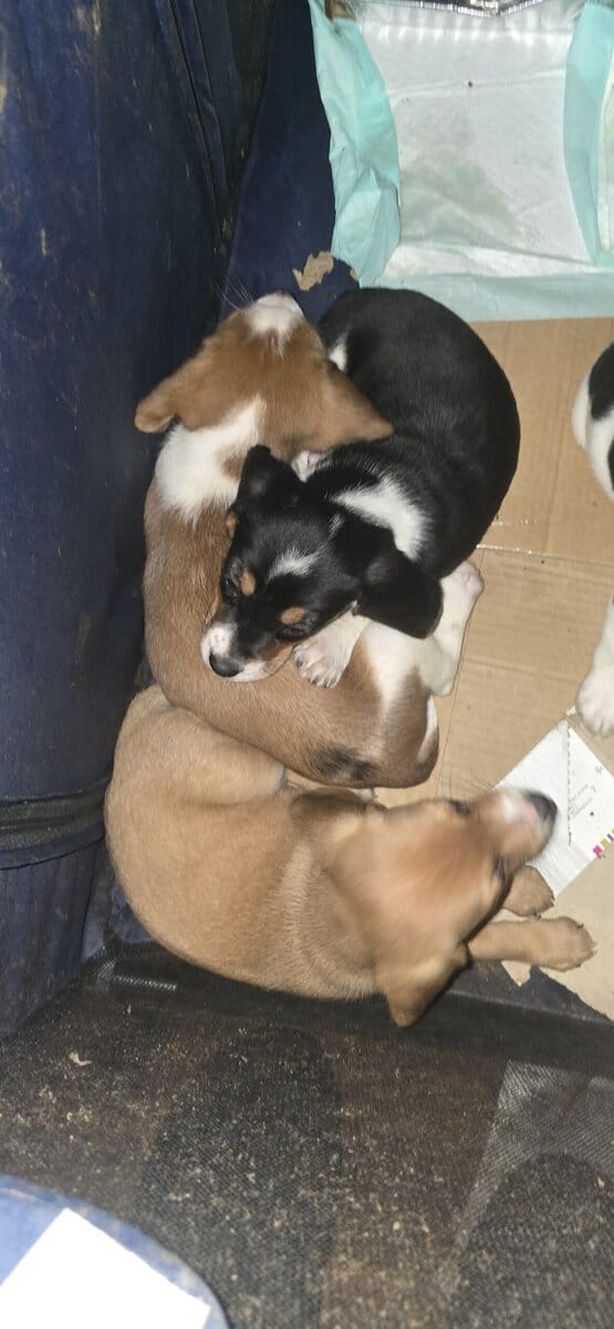 Beagle mix puppies image 1