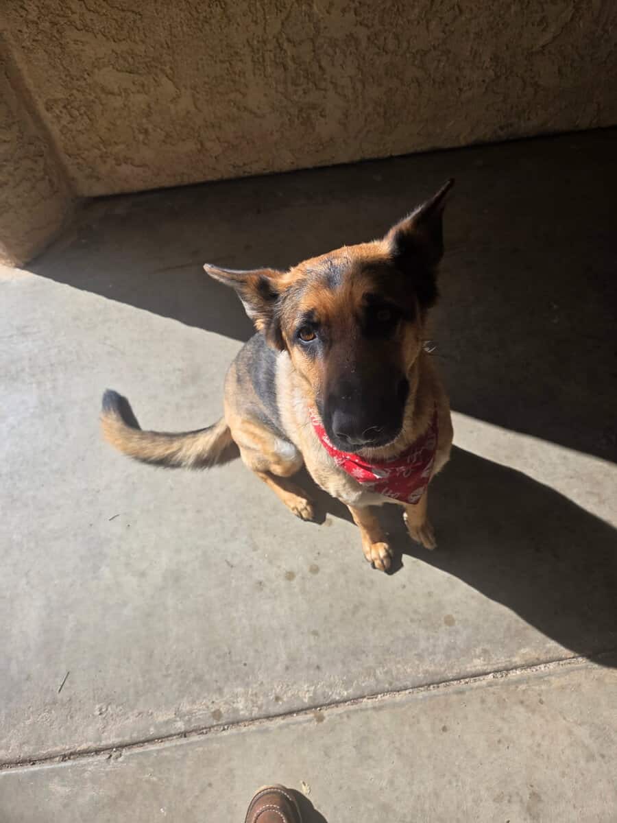 Female German Shepard image 1