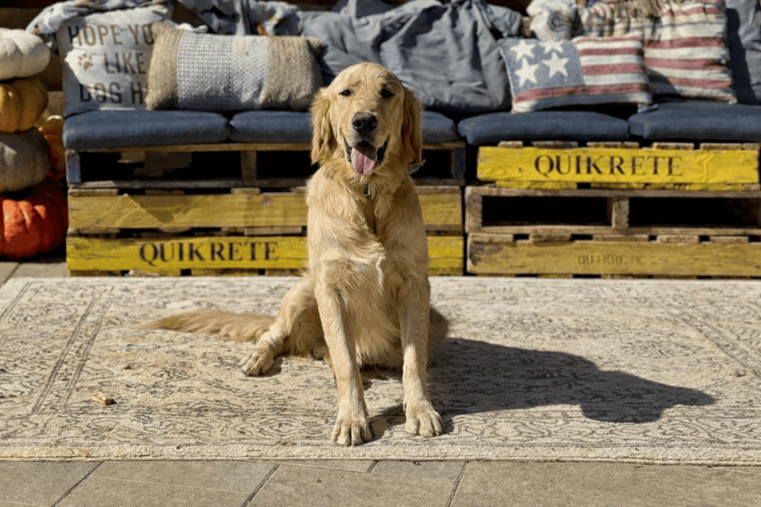 Golden Retriever Heartthrob ❤️ image 1