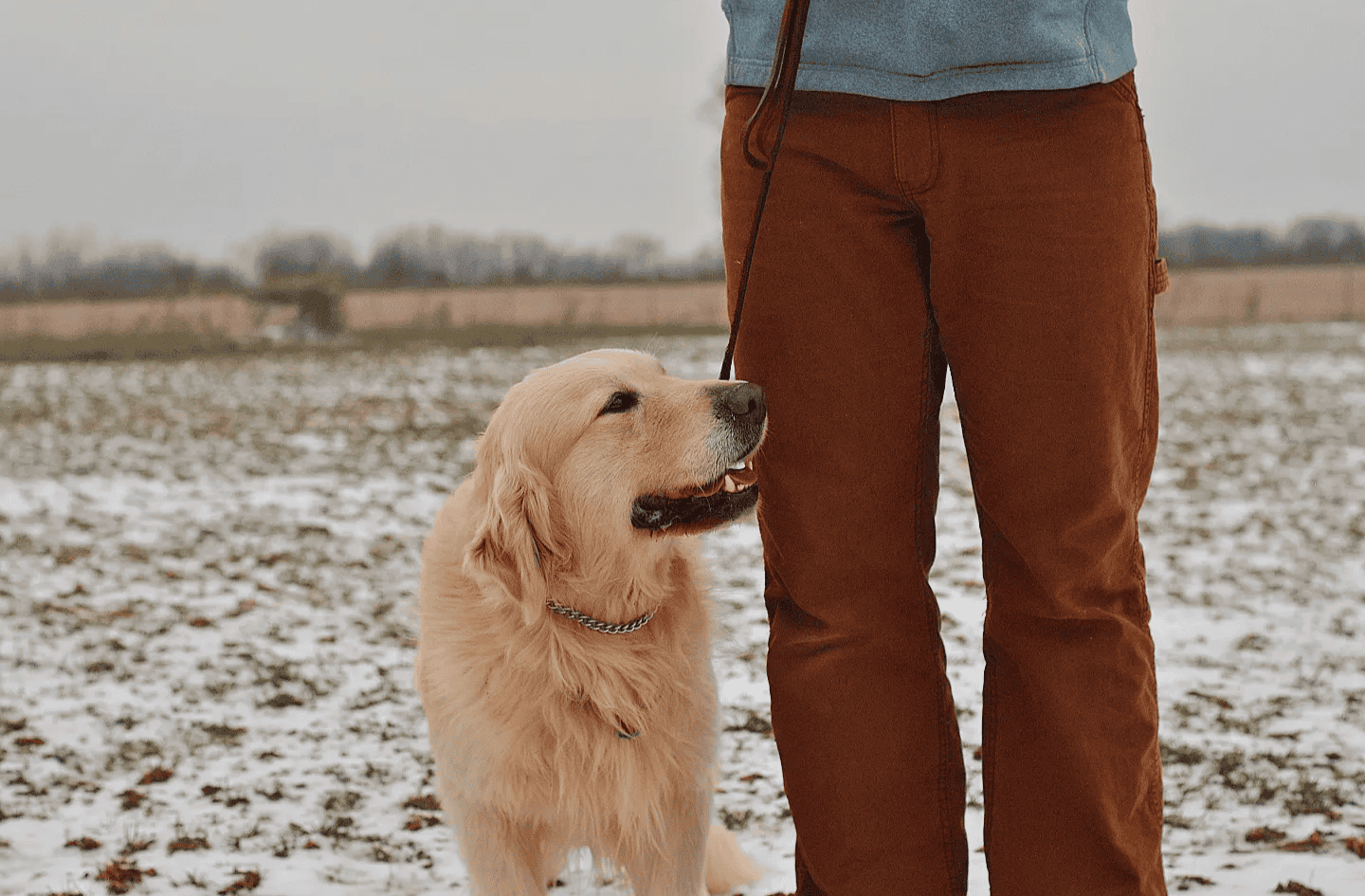 AKC health tested Golden retriever for STUD image 4