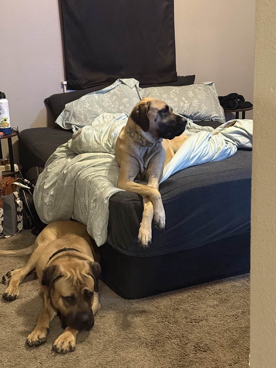 English mastiff puppies image 2