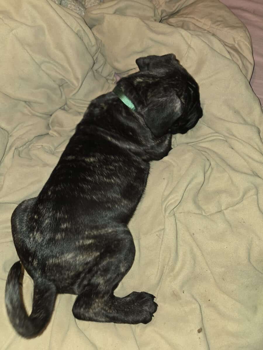 Presa Canario Cane Corso mix 8 weeks old image 18