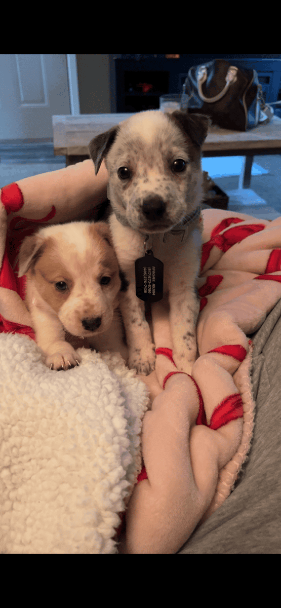 F Australian Shepherd/ Cattle Dog Puppy image 6