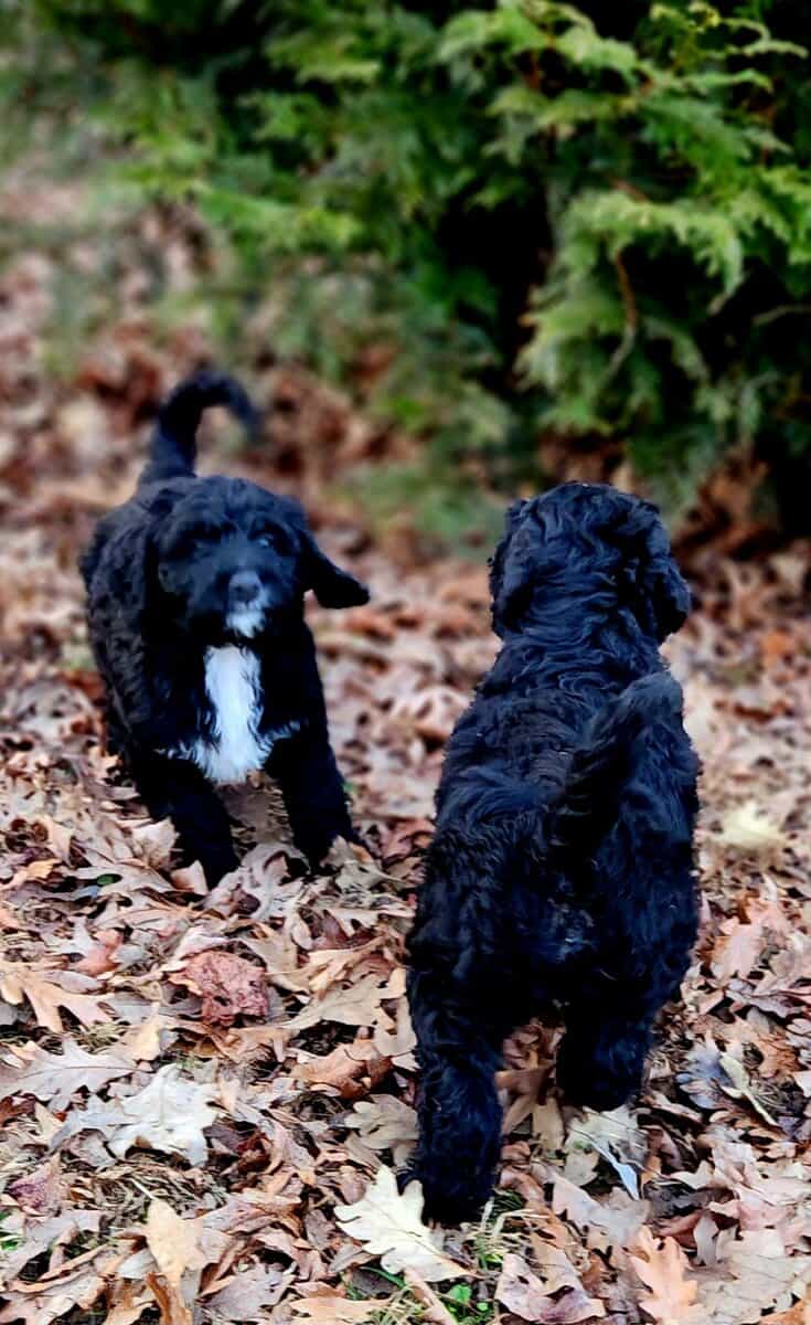 Bernedoodle F1 Puppies image 7
