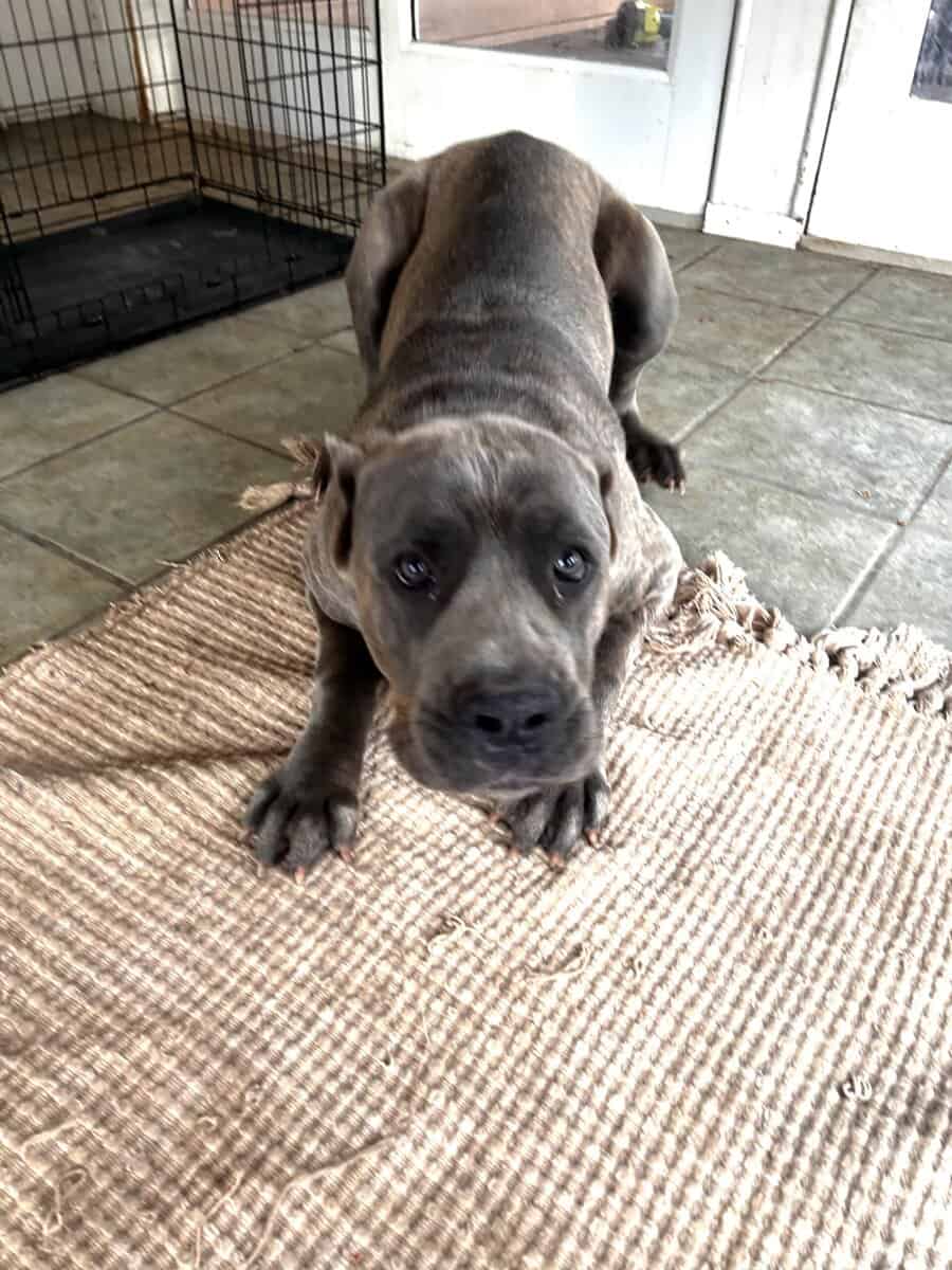 Female Cane Corso image 4