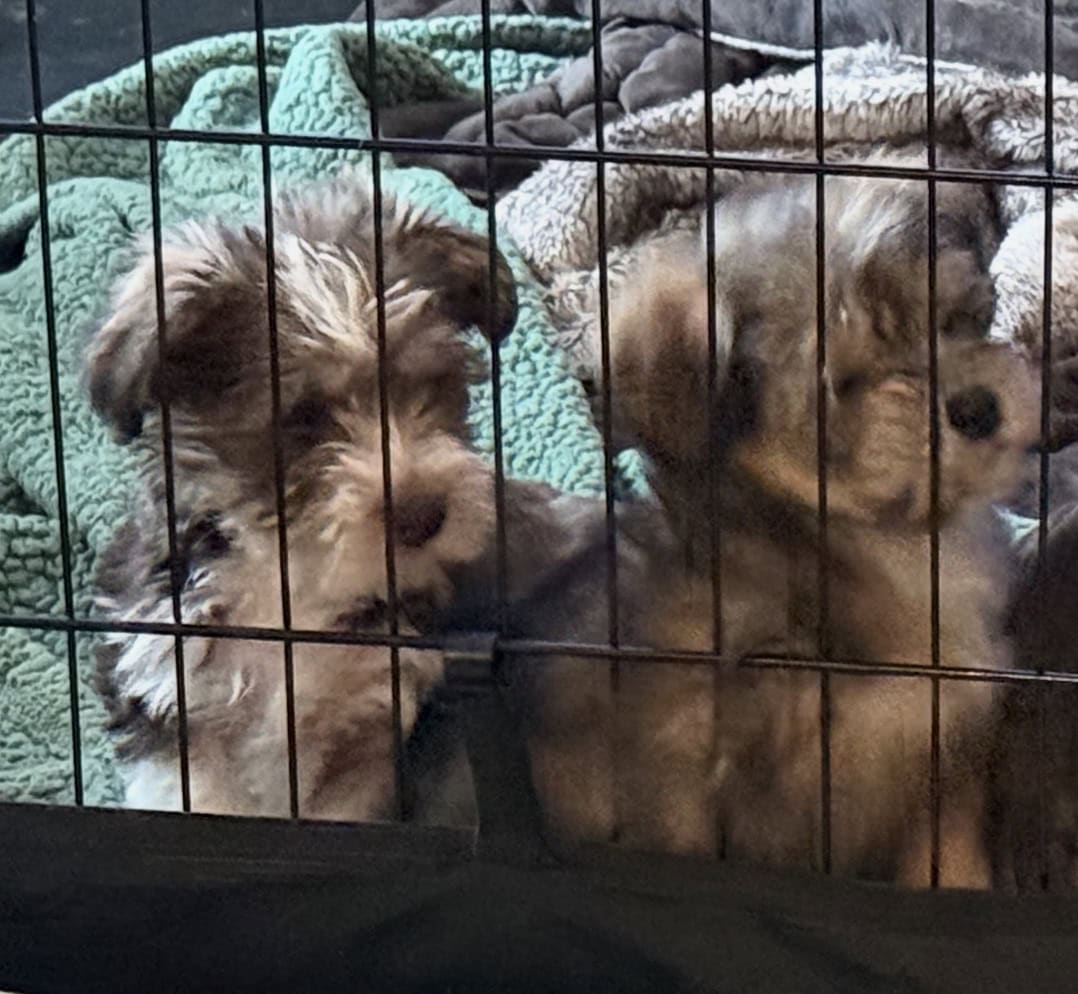 Yorkie Mix image 1