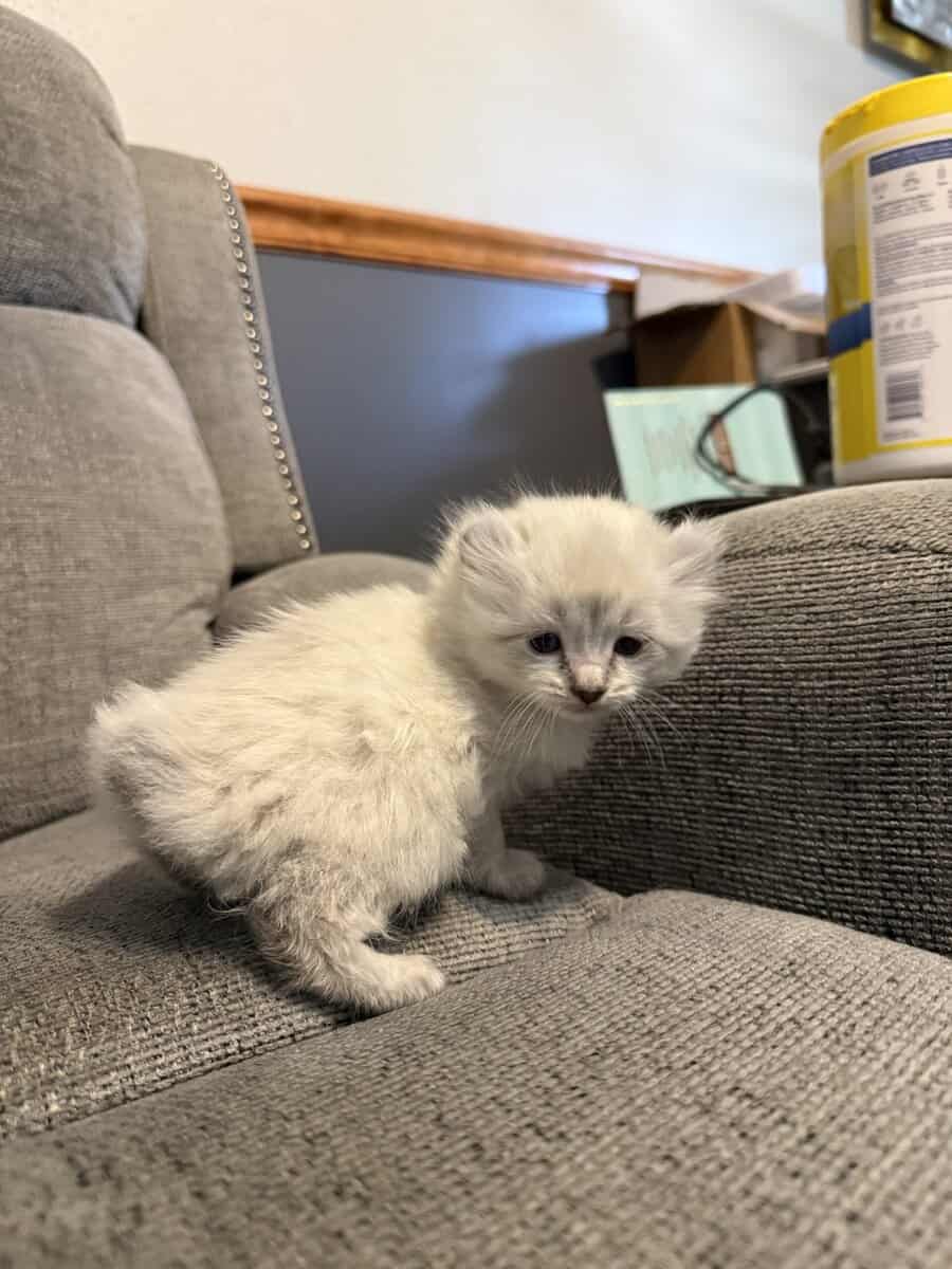 Highlander kittens image 17