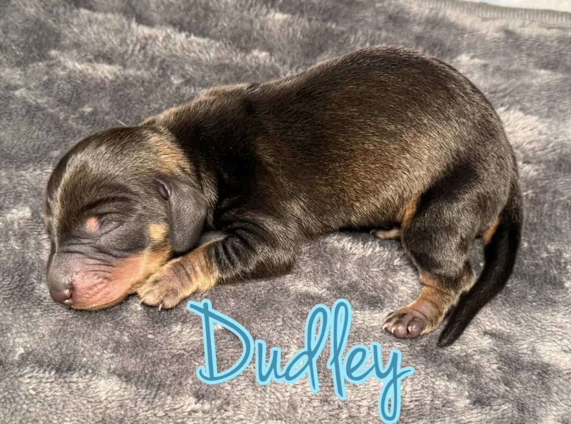 purebred dachshund pups image 8