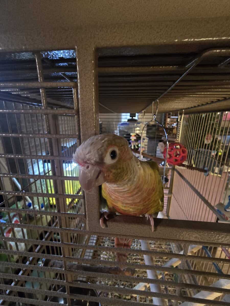 Pineapple Green Cheek Conure image 2
