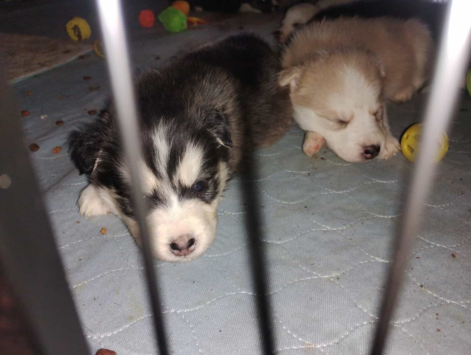 Siberian Husky image 5