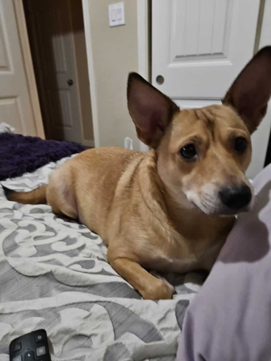 Rehoming My Sweet Girl, Mimi 🐾💔 image 3