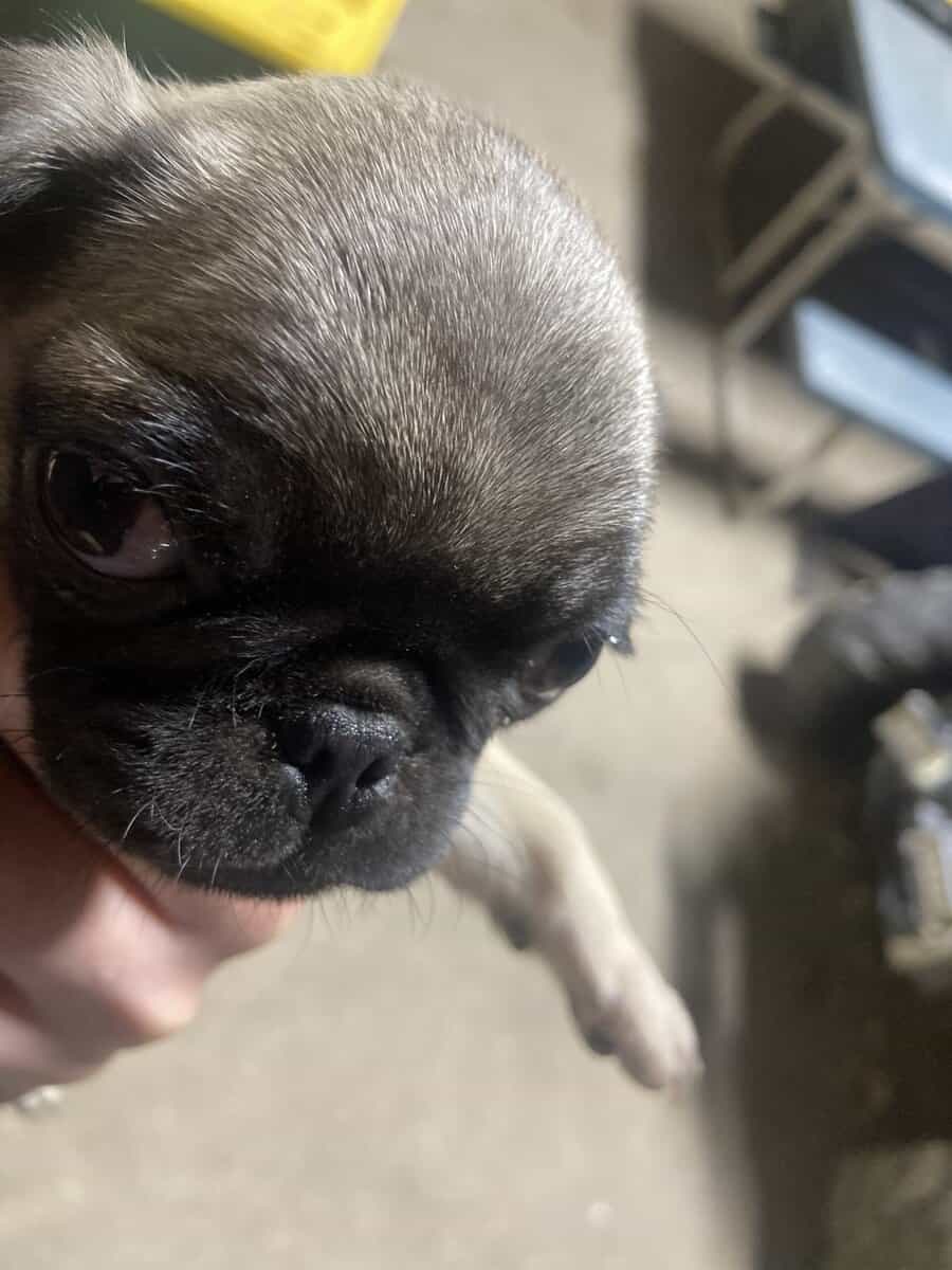 Pugs for sale image 1