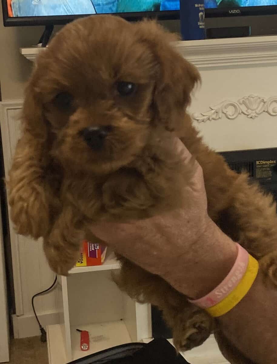 COCKAPOO image 1