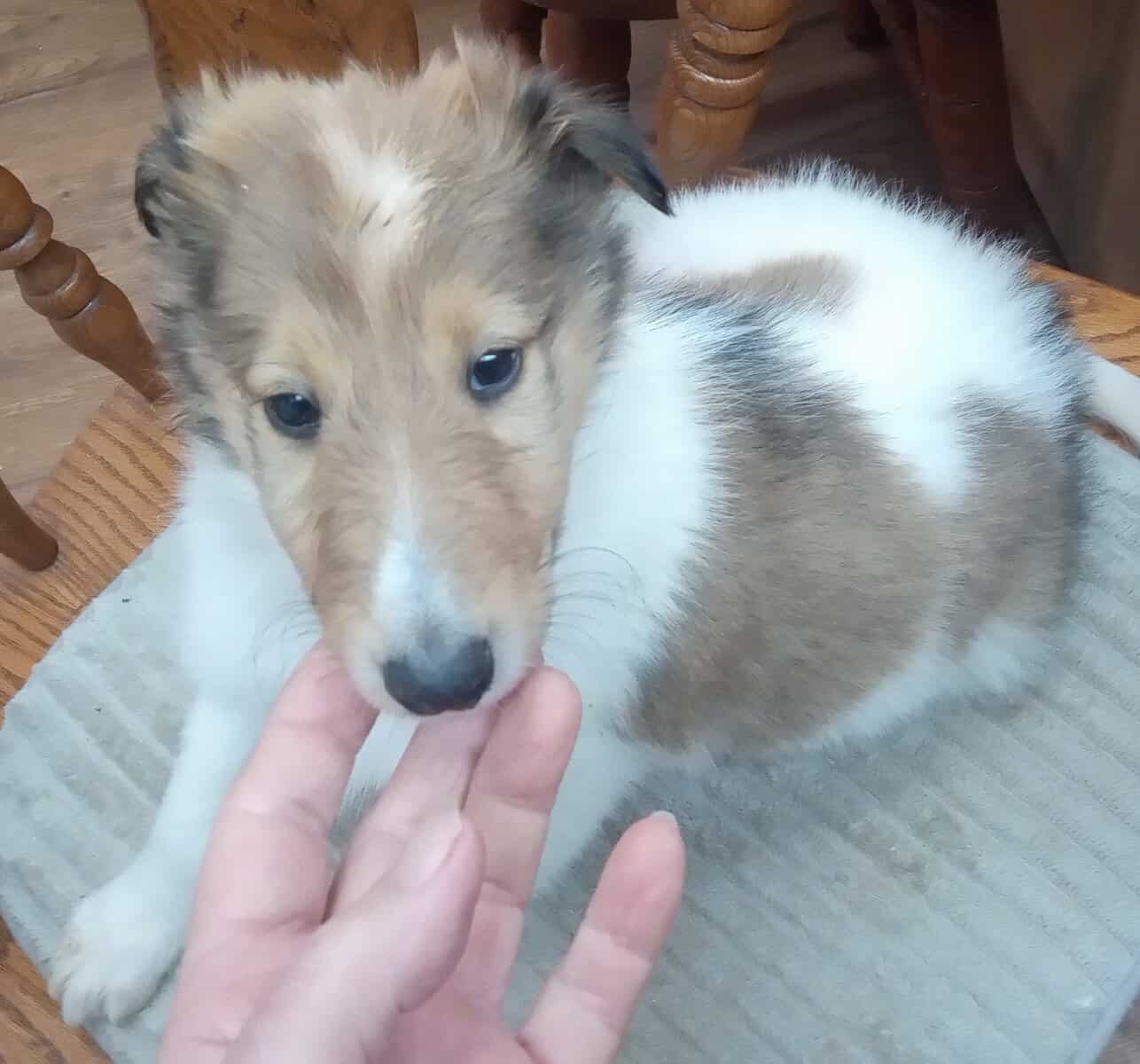 Beautiful Collie (Rough) Puppies image 7