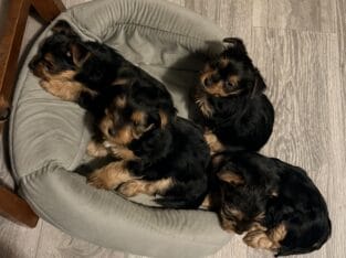 Beautiful Yorkshire Terrier Puppy