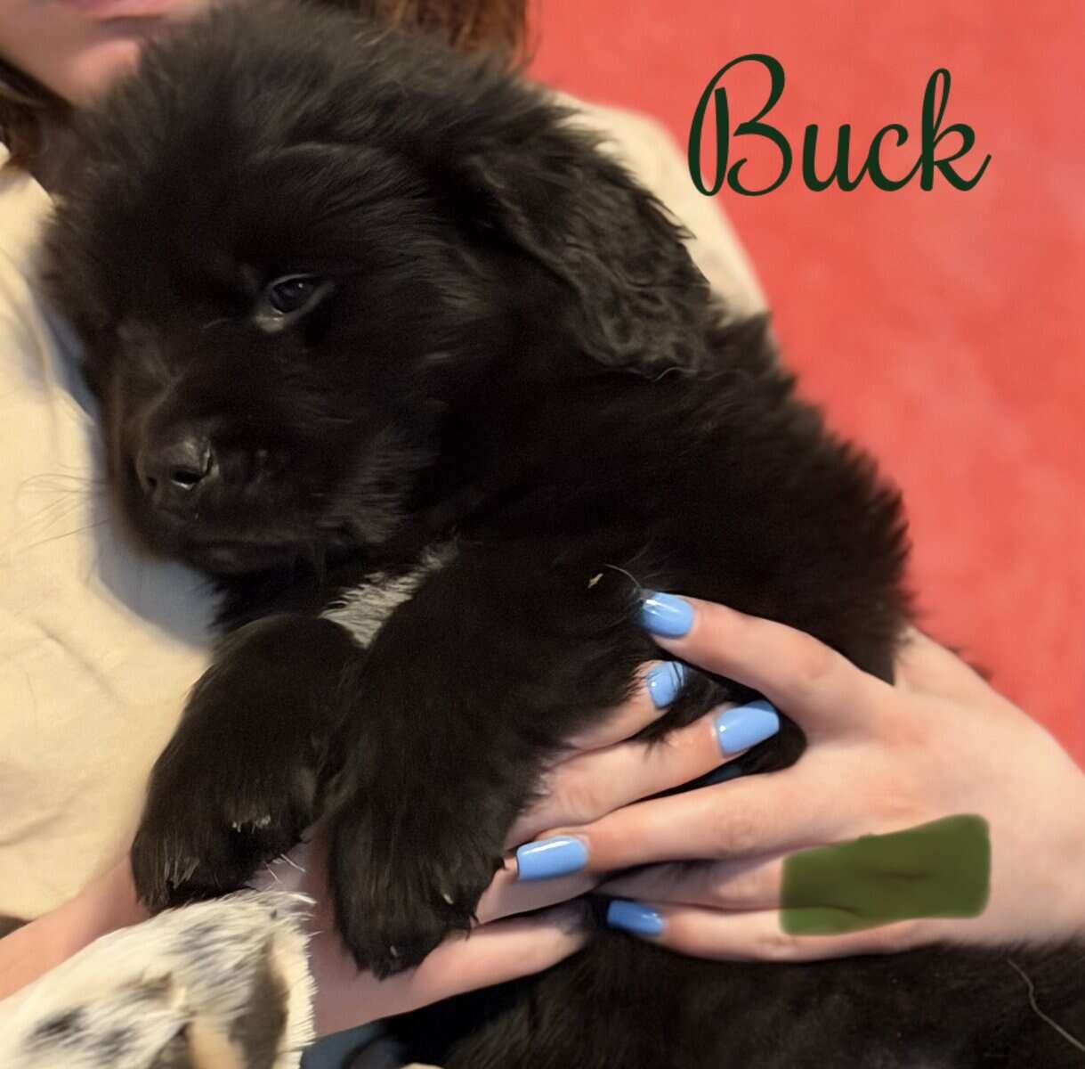 Newfoundland Puppies | Upstate Newyork image 3