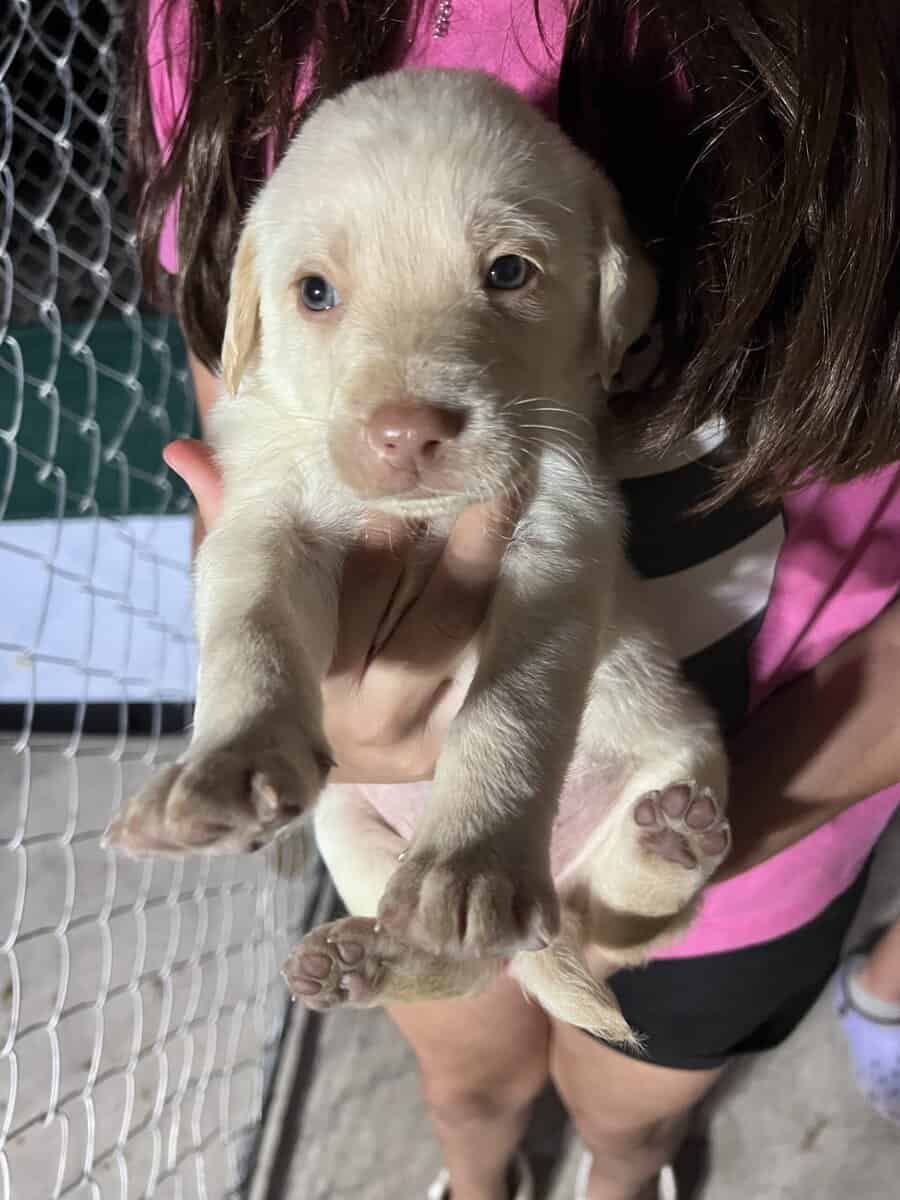 AKC lab puppies image 3