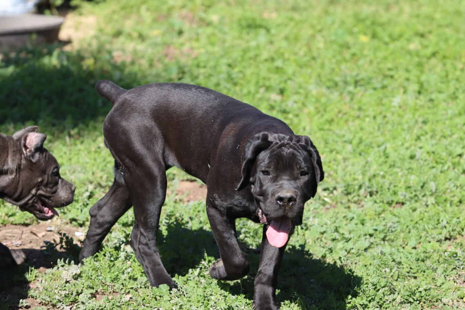 Cane Corso Puppies image 2