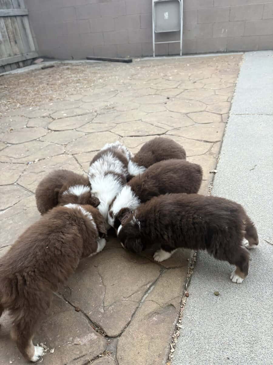 Australian Shepherd Puppies image 3