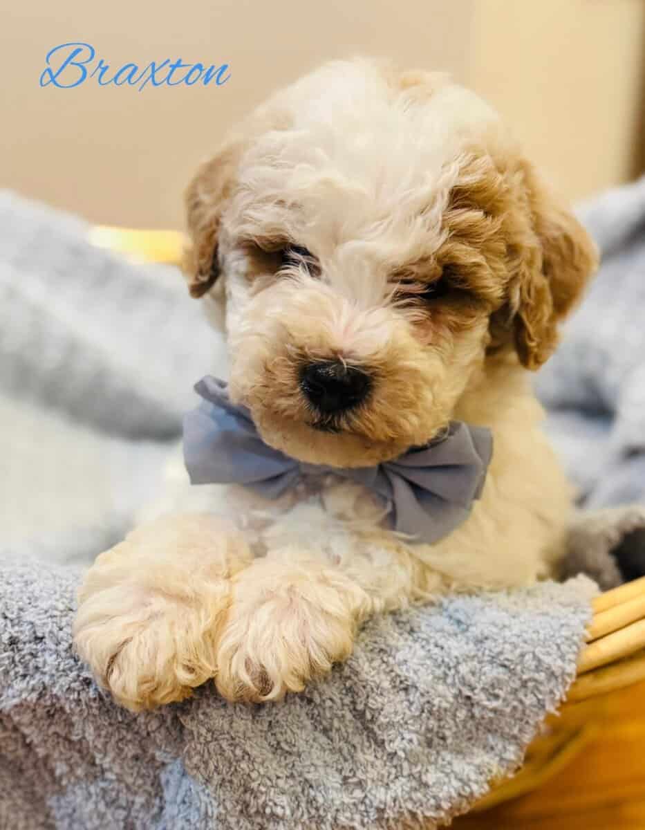 Mini Goldendoodles image 4