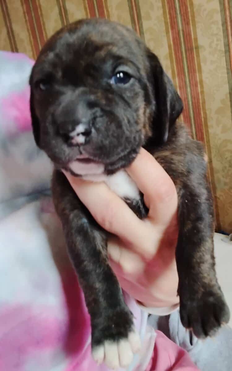 Pitt/Beagle mix puppies 150$ ready March 6 image 1