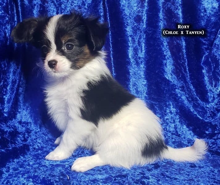 AKC Papillon puppies image 6
